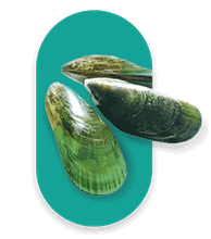 Green Lipped Mussel Oil